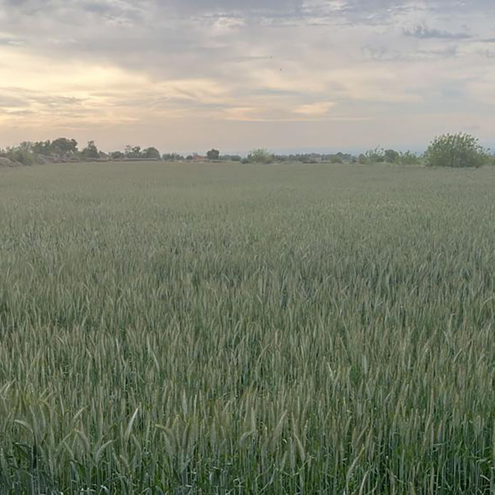 cereales-trigo-abono 09