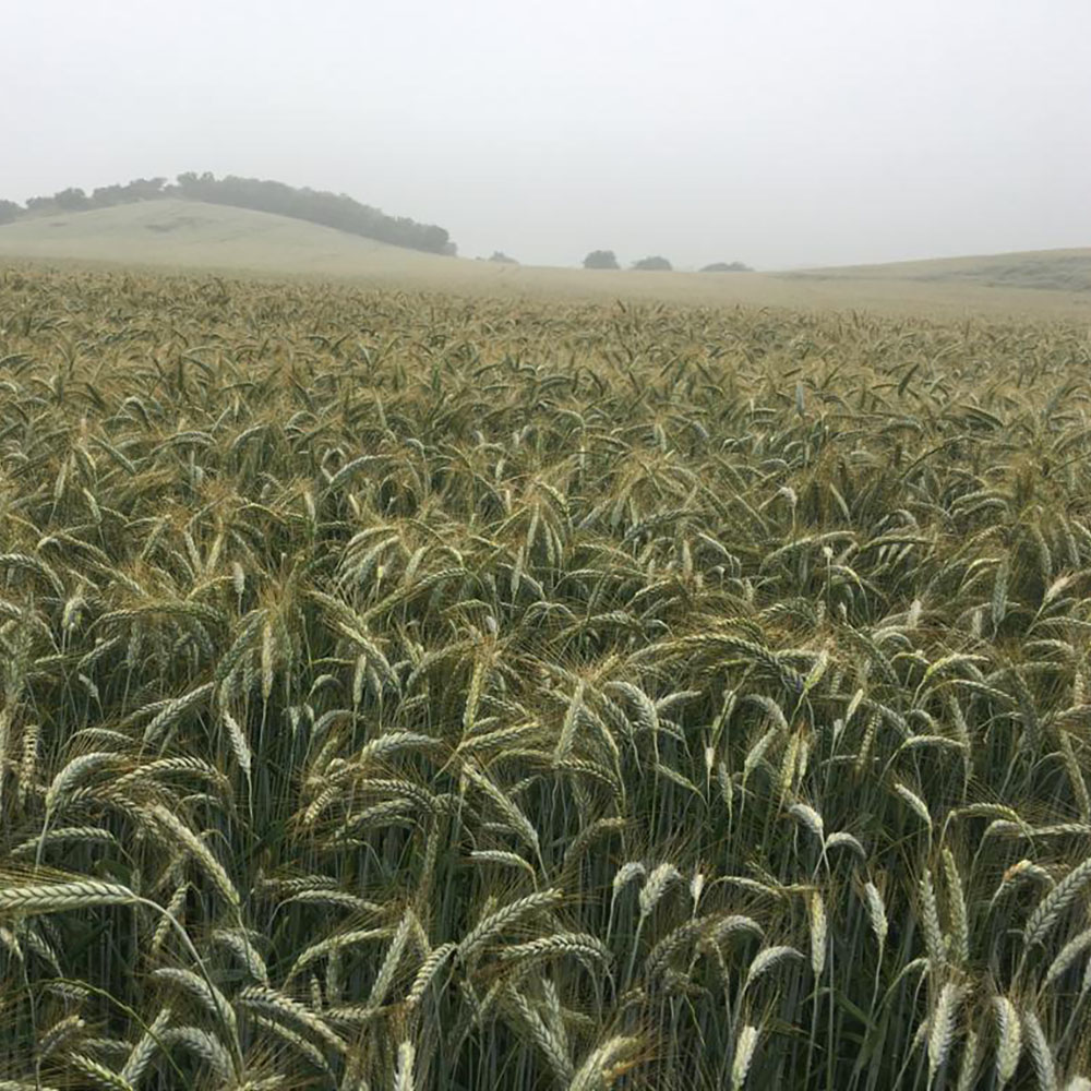 cereales-trigo-abono 11